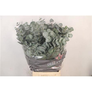 Euc Cinerea Per Bunch 150 Gram