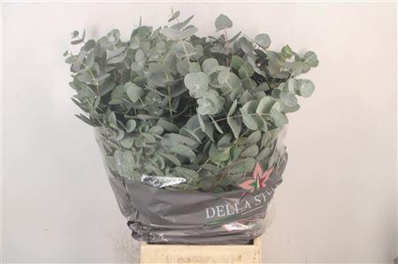 <h4>Euc Cinerea Per Bunch 150 Gram</h4>