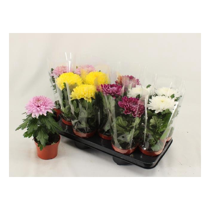 <h4>CHRYS SUPNOVA GEM</h4>