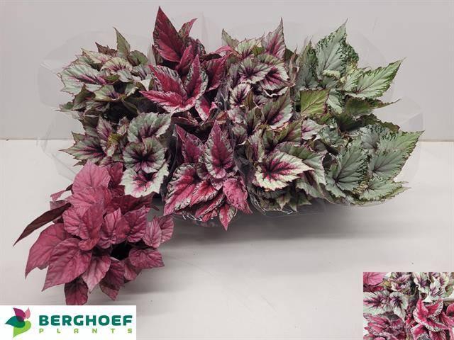 <h4>BEG BEL GEM</h4>