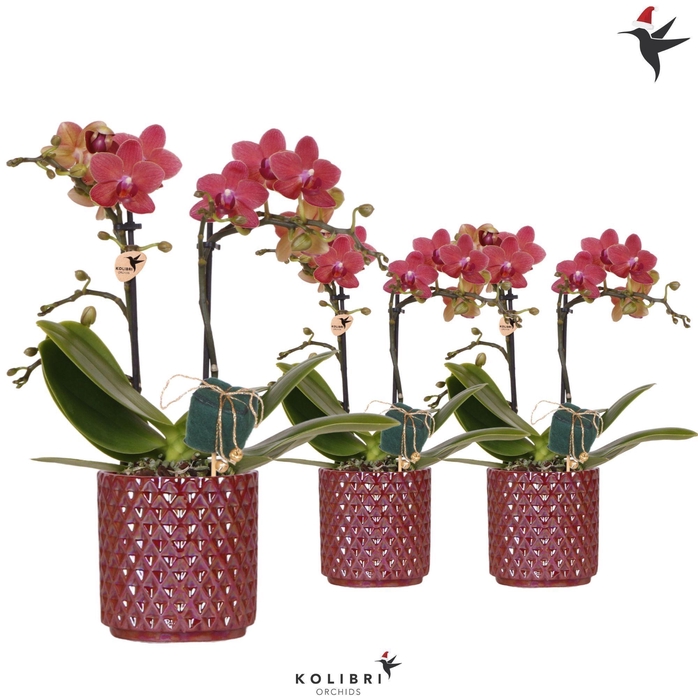 <h4>Kolibri Orchids red Phalaenopsis 2 spike in Diamond Pearl red Xmas</h4>