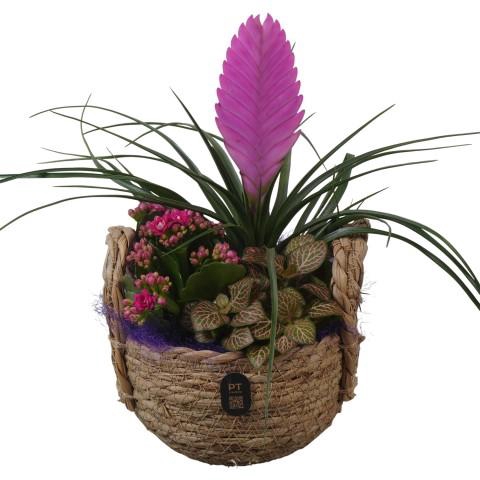 <h4>PTIB5235 Arrangementen kamerplanten</h4>