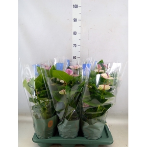 Anthurium andr. 'Laguna'