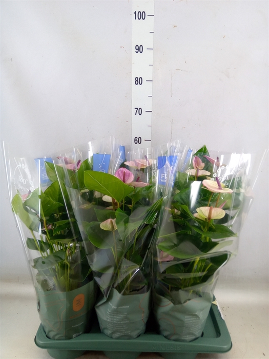 <h4>Anthurium andr. 'Laguna'</h4>