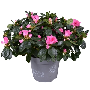 Azalea Vogel roze 14cm