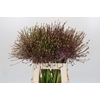 Allium Schubertii