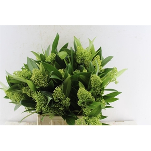 Skimmia Kew Green Bunch