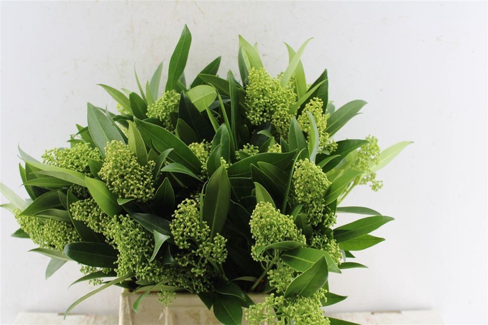 <h4>Skimmia Kew Green Bunch</h4>