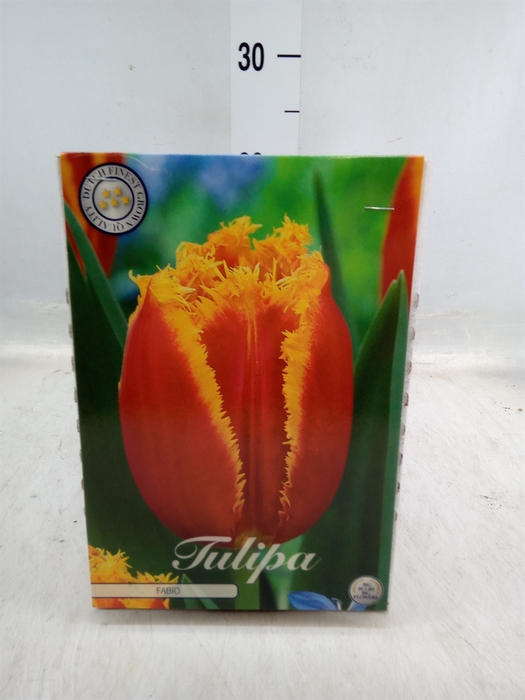 <h4>Tulipa   ...flowerbulbs</h4>