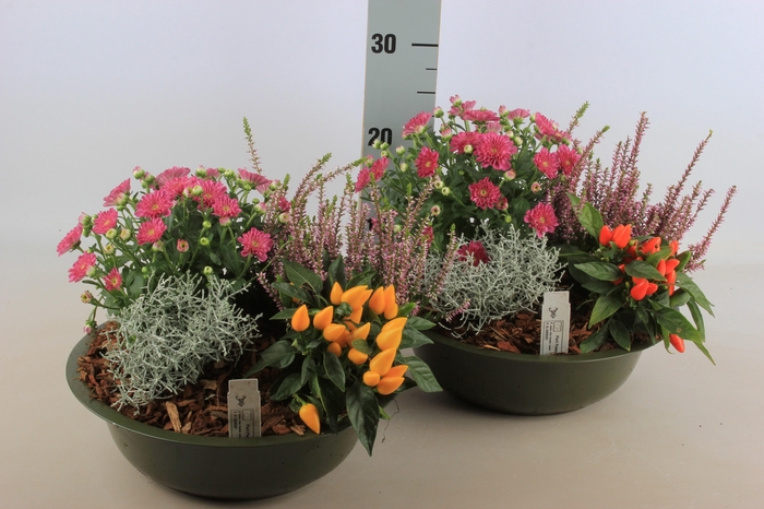 <h4>ARR TUINPLANTEN</h4>