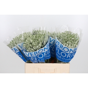Veron Smart Wave Spray