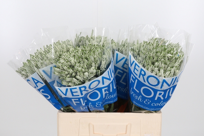 <h4>Veron Smart Wave Spray</h4>