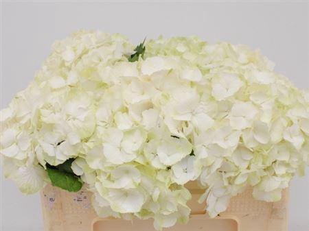 <h4>Hydr M Ch Whi Verena</h4>