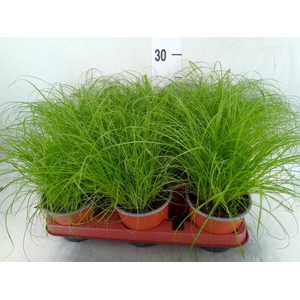 Cyperus alternifolius 'Zumula'