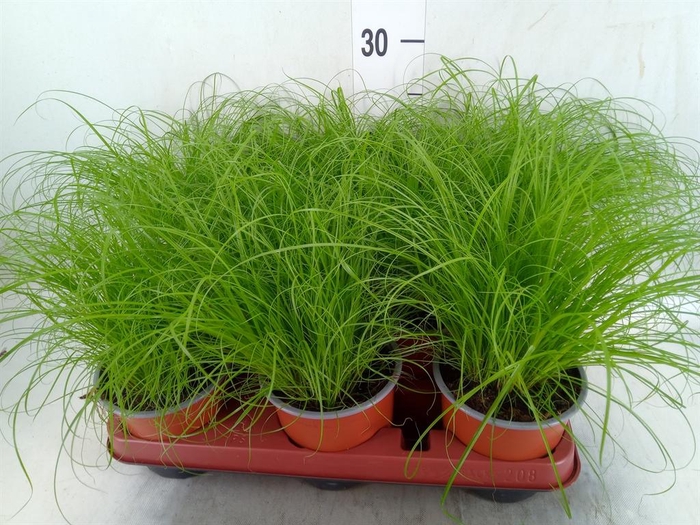 <h4>Cyperus alternifolius 'Zumula'</h4>