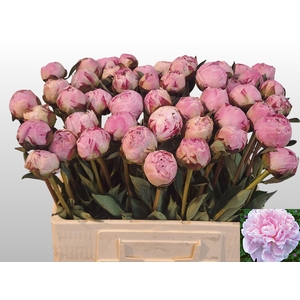 Paeo L Sara Bernhard