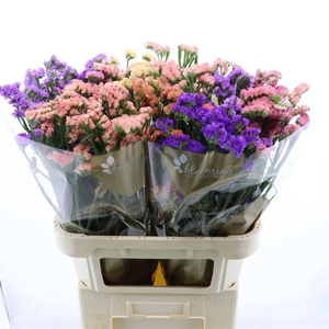 Statice Rainbow | Heavy Quality