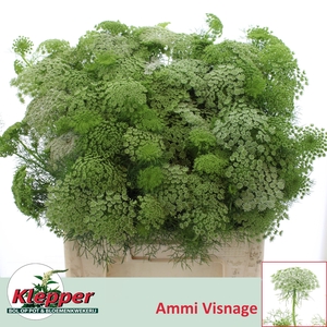 AMMI VIS CASABLANCA