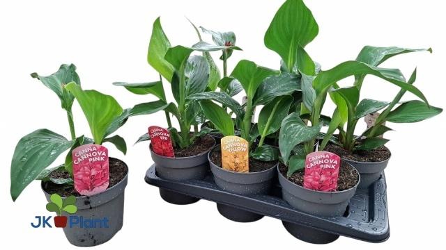 <h4>CANNA CANNOVA GEM</h4>