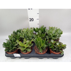 Crassula   ...mix