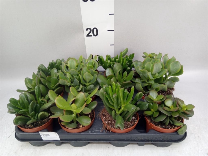 <h4>Crassula   ...mix</h4>