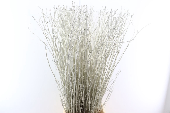 <h4>Cornus Kbh Platinum</h4>