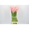 Zantedeschia Eydolls Pink