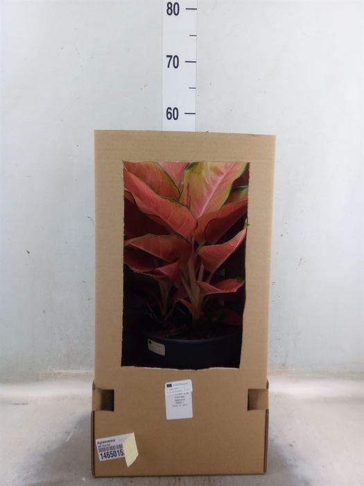 <h4>Aglaonema   ...</h4>