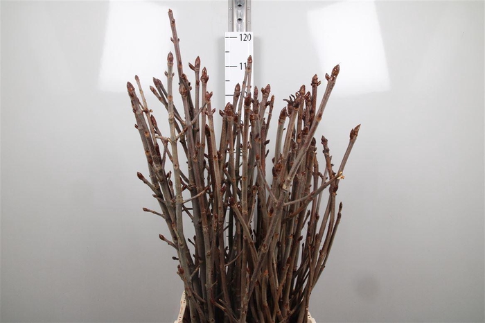 <h4>Aesculus Hippoc Tak</h4>