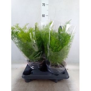 Asparagus dens. 'Sprengeri'