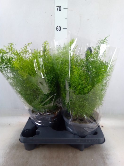 <h4>Asparagus dens. 'Sprengeri'</h4>