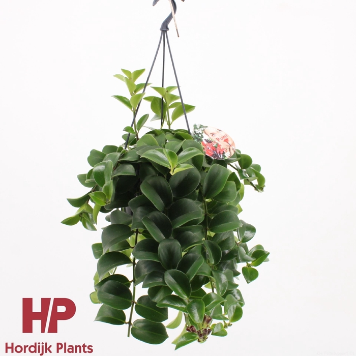 <h4>Aeschynanthus Mona Lisa</h4>