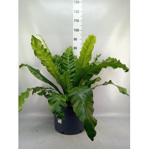 Asplenium nidus