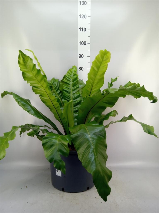 <h4>Asplenium nidus</h4>