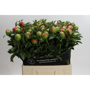 Paeonia coral sunset XXL