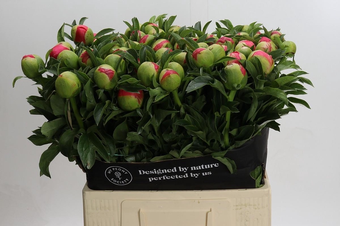 <h4>Paeonia coral sunset XXL</h4>