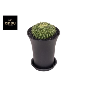 Gymno Cactus 'Spineless' Island XXL