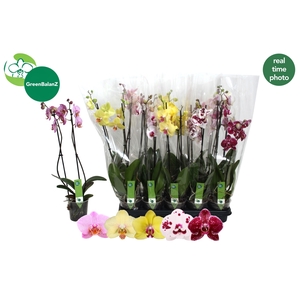 PHAL GEM 5 KL