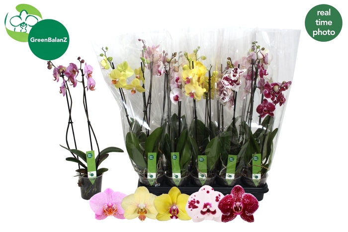 <h4>PHAL GEM 5 KL</h4>