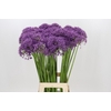 Allium Violet Beauty