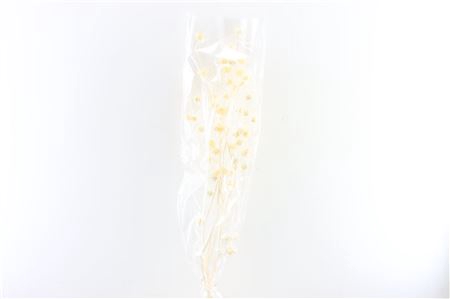 <h4>Dried Mollina White Poly</h4>