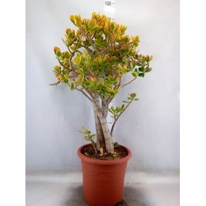 Crassula ovata 'Sunset'