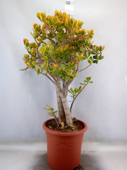 <h4>Crassula ovata 'Sunset'</h4>