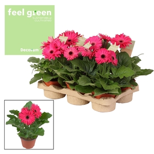 Gerbera paars tinten 2+ bl. Feel Green, nature Decorum