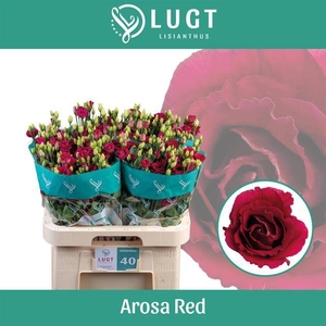 EUS G AROSA RED