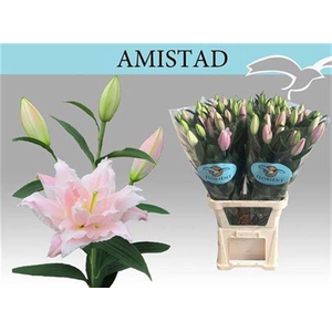 Li Or Du Amistad