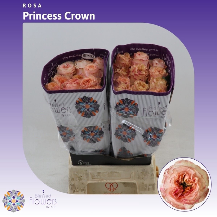 <h4>Rosa gr Princess Crown</h4>
