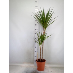 Dracaena marg.