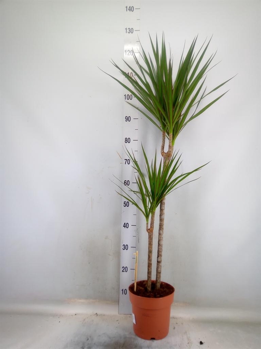 <h4>Dracaena marg.</h4>