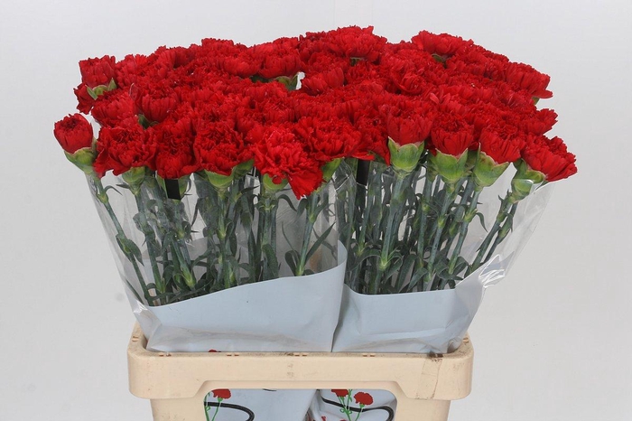 <h4>Dianthus St Gennaro</h4>